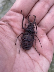 Sphaenognathus feisthamelii