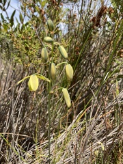 Albuca fragrans