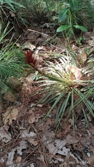 Tillandsia polita