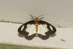 Abraxas expectata