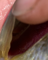 Lepomis microlophus