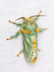Coenobasis amoena