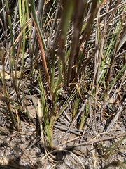 Albuca fragrans