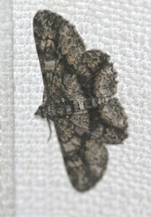 Cleora injectaria