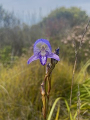 Disa purpurascens
