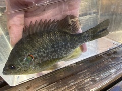 Lepomis microlophus