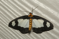 Abraxas expectata