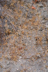 Clarkia