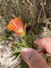 Lampranthus bicolor