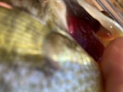 Lepomis microlophus