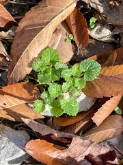 Lamium purpureum