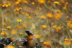 Sceloporus torquatus