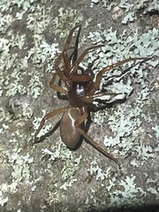Dysdera