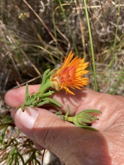 Lampranthus bicolor
