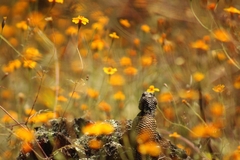 Sceloporus torquatus