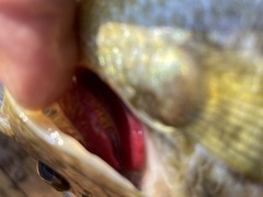 Lepomis microlophus