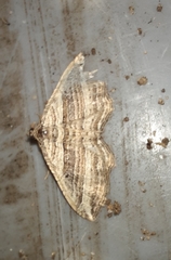 Costaconvexa polygrammata