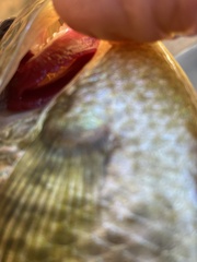 Lepomis microlophus