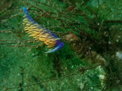 Flabellinopsis iodinea