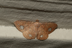 Casbia calliorma