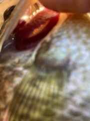 Lepomis microlophus