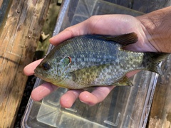 Lepomis microlophus