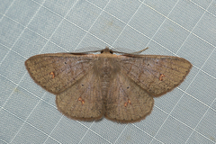 Casbia calliorma