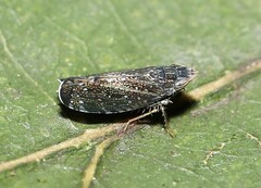 Scaphytopius frontalis