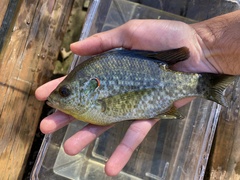 Lepomis microlophus