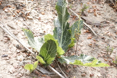 Lichtensteinia lacera