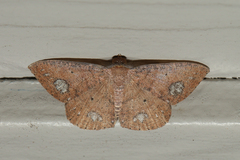 Casbia calliorma