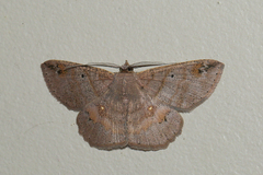 Casbia didymosticta