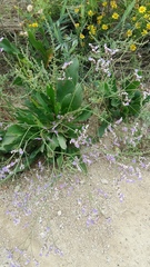 Limonium narbonense