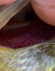 Lepomis microlophus