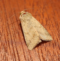 Helicoverpa punctigera