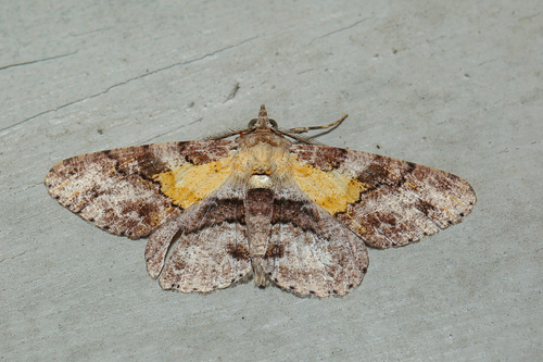 Cleora repetita