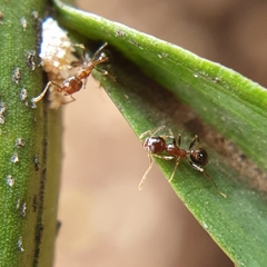 Pheidole megacephala