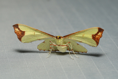 Corymica pryeri