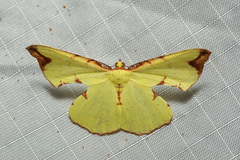 Corymica pryeri