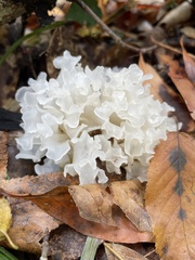 Sparassis spathulata