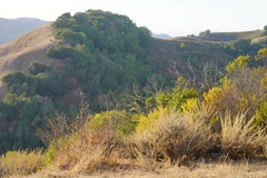 Artemisia californica