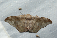 Hyposidra incomptaria