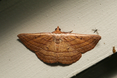 Nadagara xylotrema