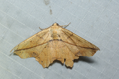 Polyacme dissimilis