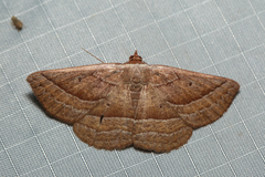 Nadagara xylotrema