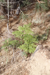 Pteridium aquilinum capense