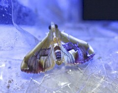 Agathodes ostentalis