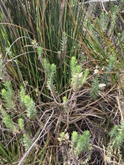 Osmitopsis asteriscoides