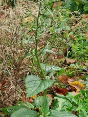 Scrophularia nodosa