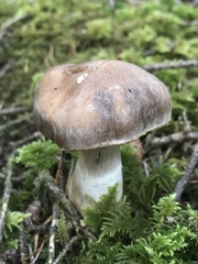 Cortinarius caperatus